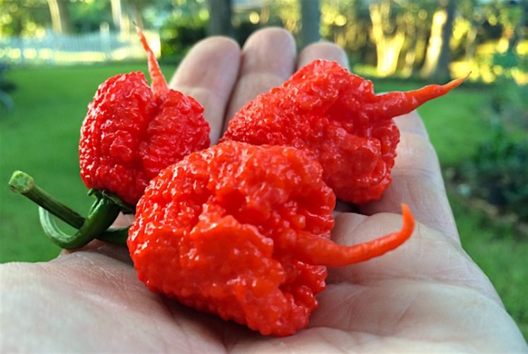 Top 10 Hottest Peppers in the World 2020